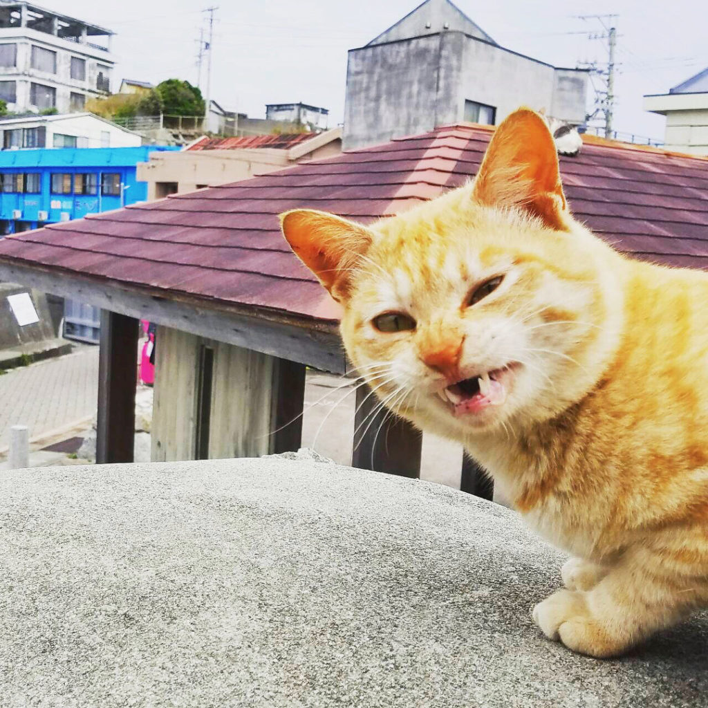 きょうの"青夏"
.
＼本日も撮影快調です／ .
※撮影現場にかわいい猫がたくさん！ツイッターでは、普段みられないようなスーパー猫ショットも！
スタッフが見事に...