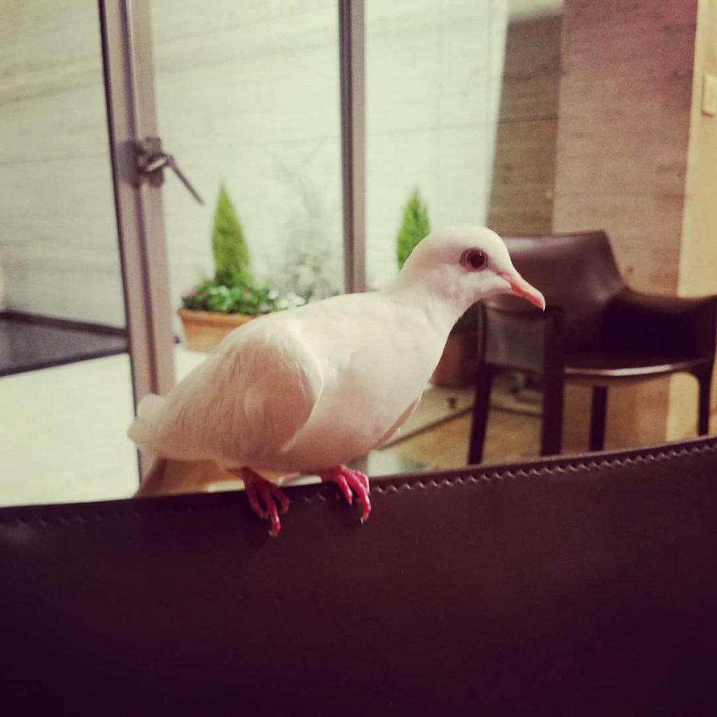 ハトです
#えっ
#柏木王子 
#の実家に
#幸せを呼ぶ白いハトが登場
#ハトの謎
#サバイバルウェディング 
#サバ婚 
#第9話は明日よる10時
#日テレ
...