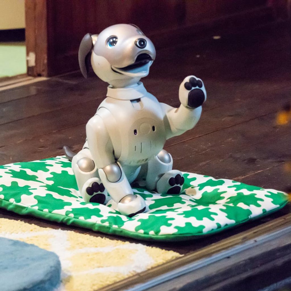 楽しそうな忠犬コタロウ﻿
﻿
#誰もいない縁側を独占﻿
#特等席は緑の座布団﻿
#お手﻿
#肉球﻿
#aibo﻿
#aiboのいる生活﻿
#LINENEWS連続...