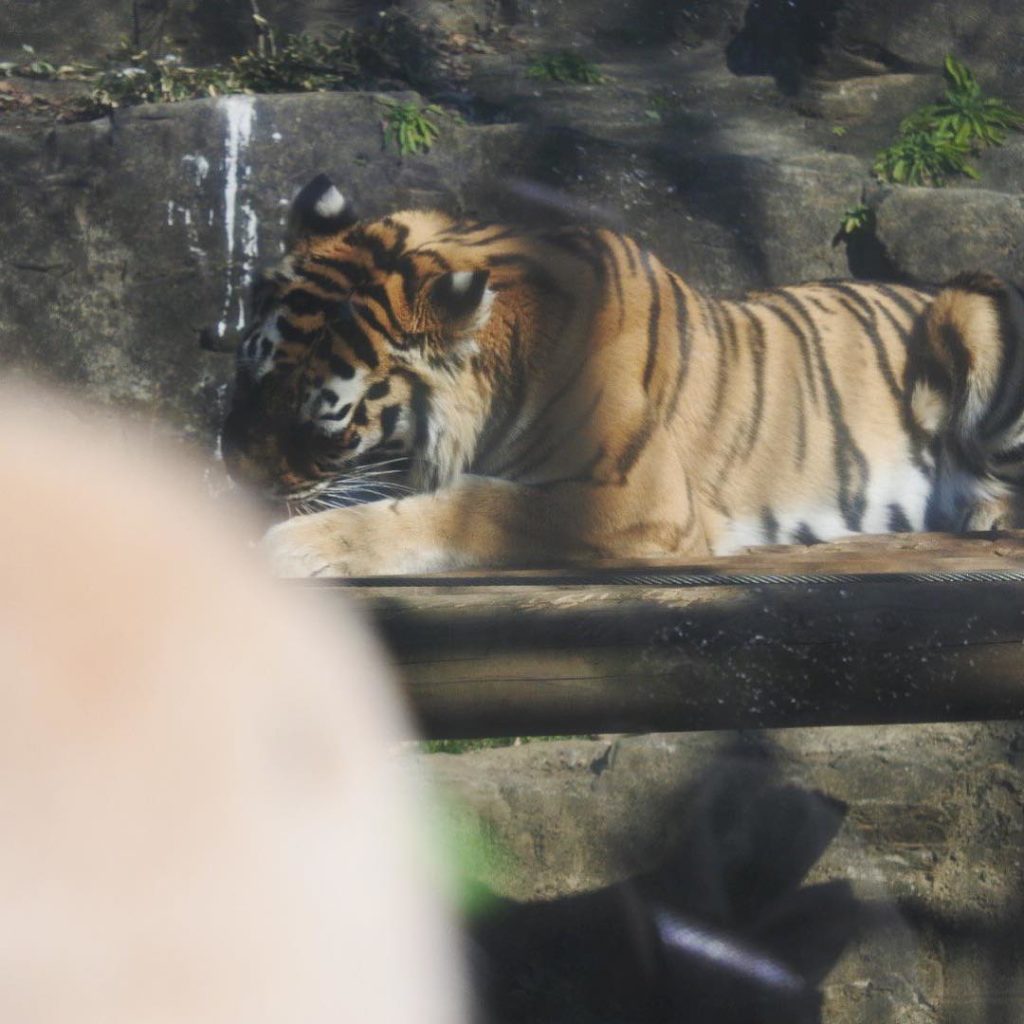 土曜日は少し遅めのおはかめです﻿
﻿
先日の #猿亀合戦 思い出写真。﻿
みなさまもよい休日を〜﻿
﻿
#四月一日さん家の #おかめ写真館 #猿楽町双葉 #バー...