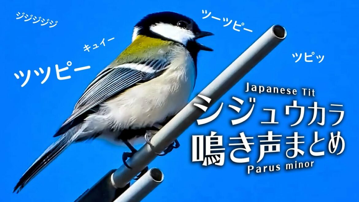 シジュウカラの鳴き声 色々な声まとめ（01～１０）さえずり、地鳴き【野鳥の鳴き声動画図鑑】身近な生き物語【鳥語】