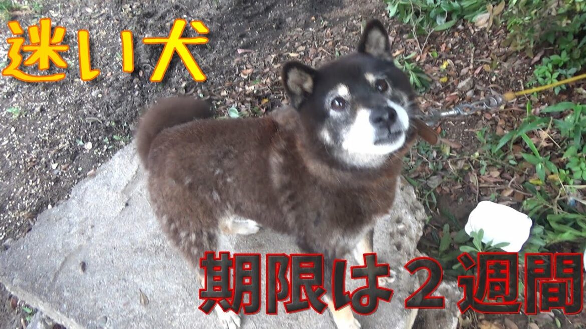 【迷い犬】豆柴ちゃんの運命はどうなるの・・？