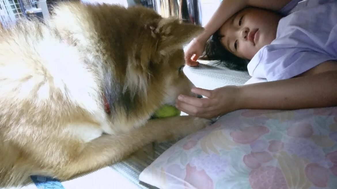 [保護犬だん君]お姉ちゃん！僕もテーブルの下入っていい？無理矢理遊ぶ要求しない犬！だん君！