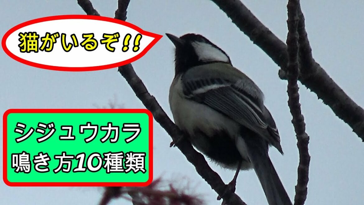 シジュウカラ　鳴き方10種類