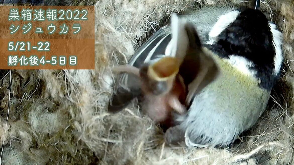【巣箱速報2022】シジュウカラの雛、ワンオペのお母さんに必死に訴えるが・・・(2022/05/21-22 観察66-67日/孵化後4-5日目) 【巣箱速報2022】シジュウカラの雛、ワンオペのお母さんに必死に訴えるが・・・(2022/05/21-22 観察66-67日/孵化後4-5日目)