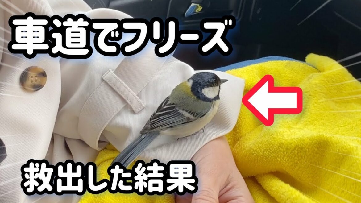 車道で動けず💦轢かれる寸前の小鳥を救出した結果【四十雀】