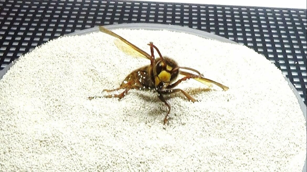 大量の微生物が潜む砂の上にスズメバチを置いたら衝撃の結果に...