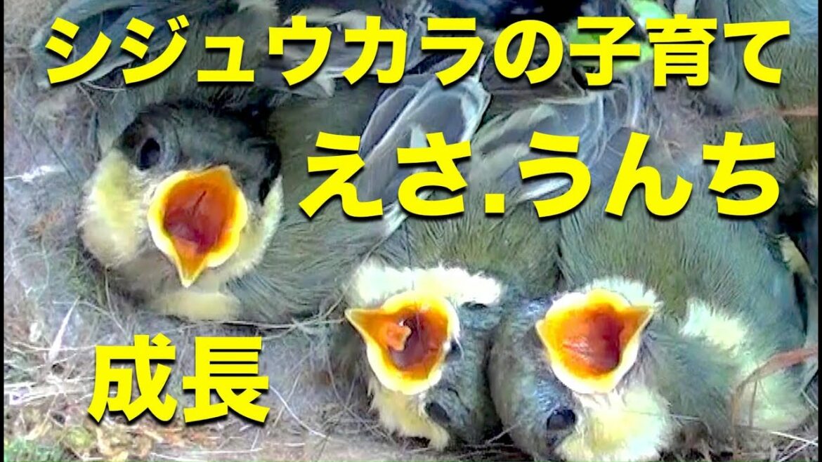 シジュウカラの子育て.雛の成長.えさ.うんち