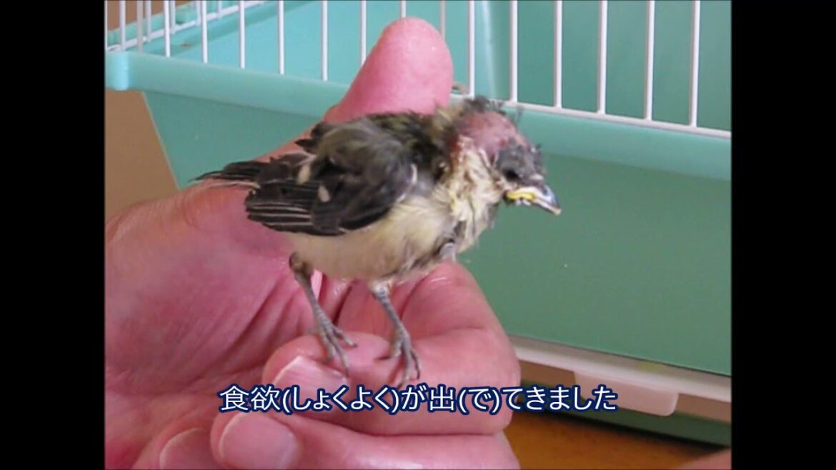 シジュウカラの巣箱533 2020 0514チチチを救え1育児放棄された雛を救出 シジュウカラの巣箱533 2020 0514チチチを救え1育児放棄された雛を救出
