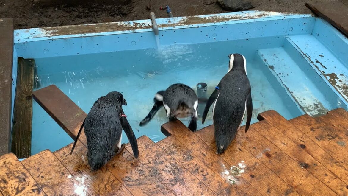 かわいいペンギンの水遊び〜ファーストペンギンに注目【伊勢シーパラダイス】