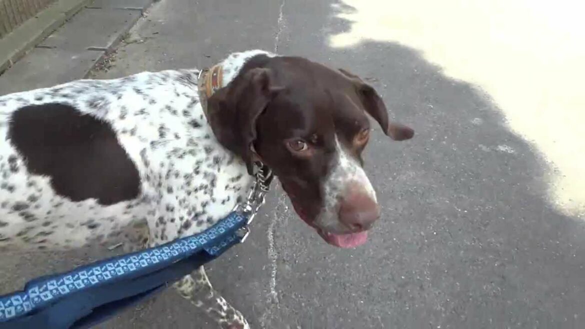 GUNDOG RESCUE CACI　ポインター　オクトー