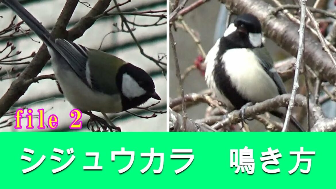 シジュウカラ　鳴き方　(日常会話13種)