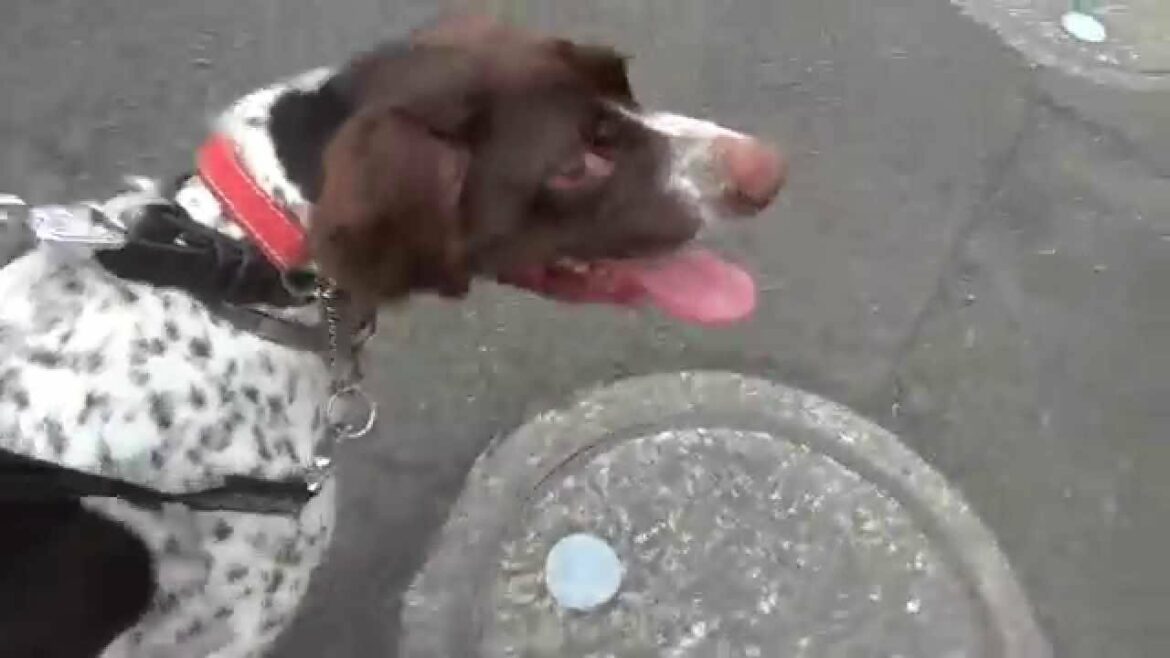 GUNDOG RESCUE CACI　ポインター　オクトー
