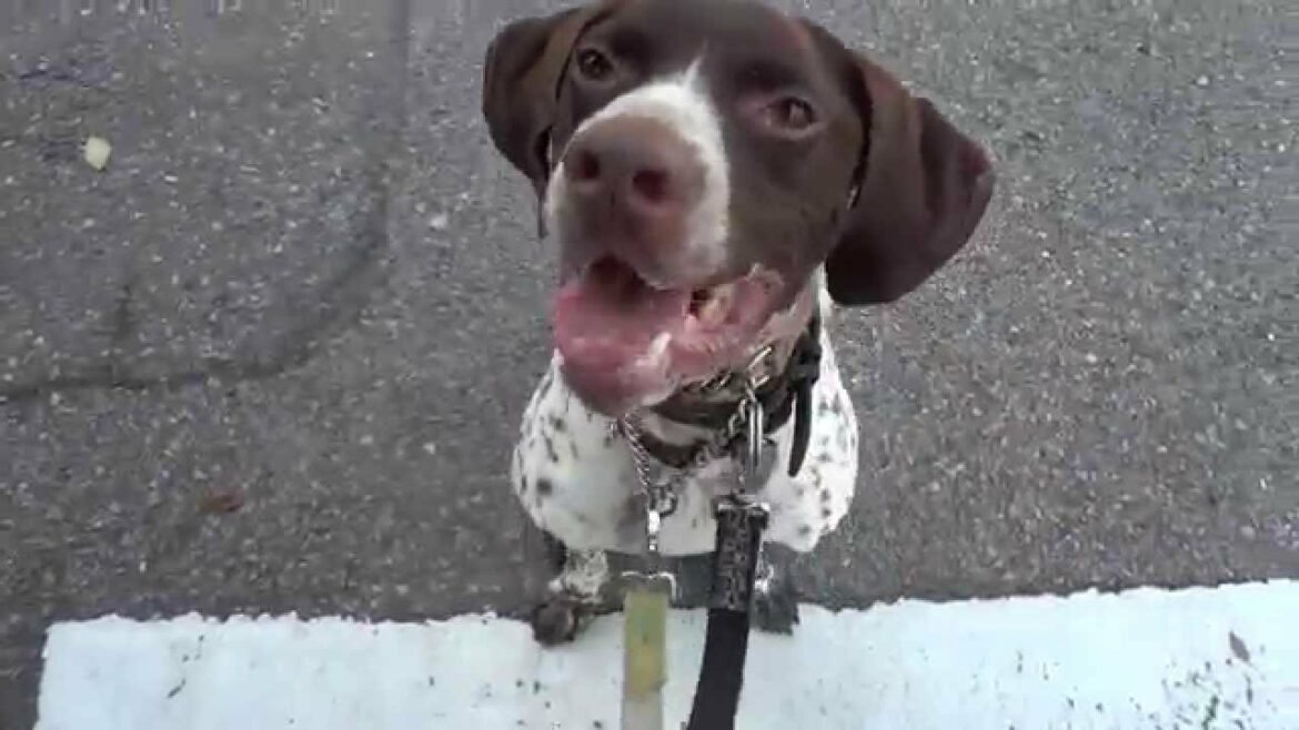 GUNDOG RESCUE CACI　ポインター　オクトー