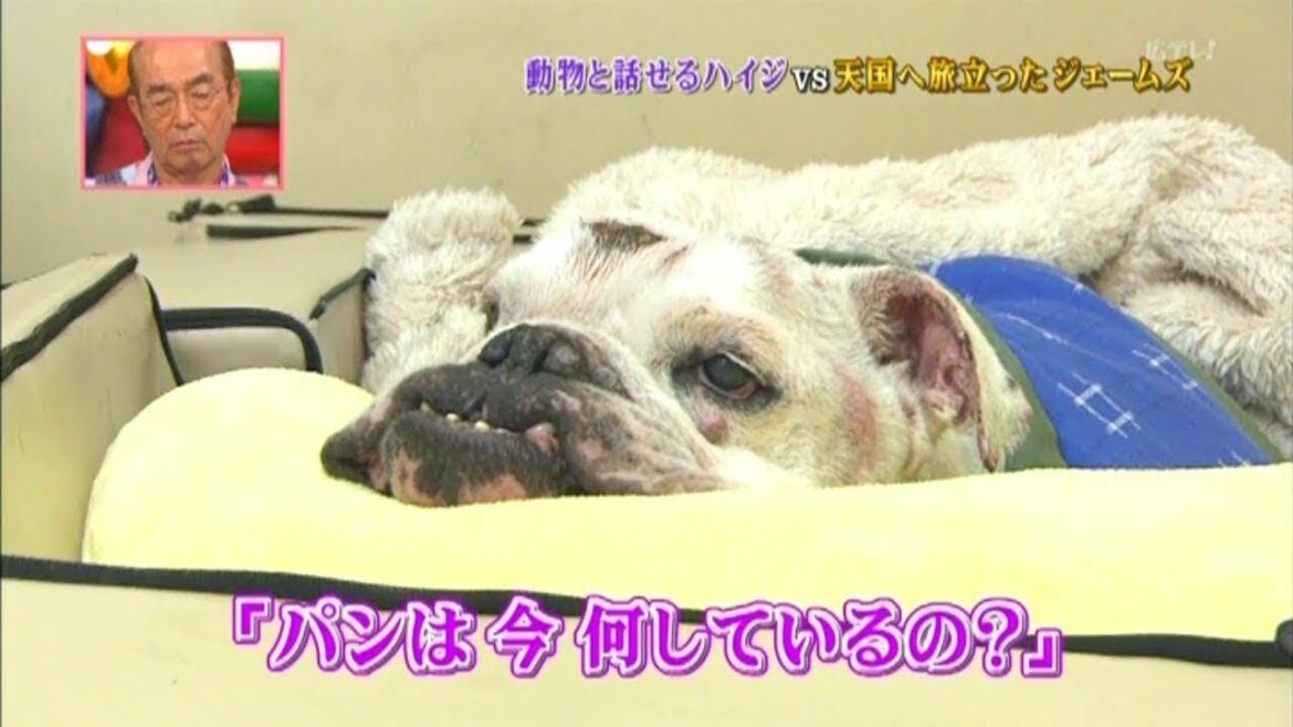 天国へ旅立ったジェームズ