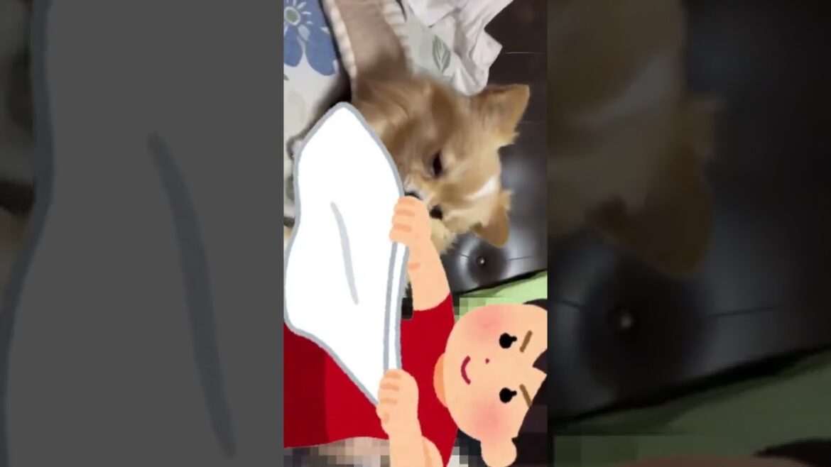 チワワにキス（kiss）してみた  #Shorts