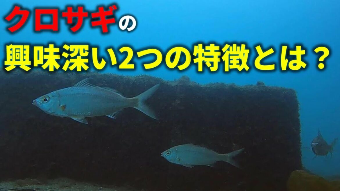 【水中動画】"クロサギ"のもつ面白い特徴を2つ紹介します！