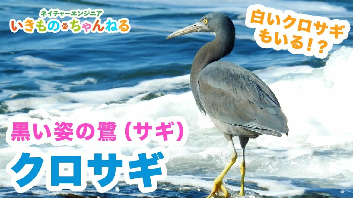 クロサギ　海辺で見られる真っ黒な姿の鷺
