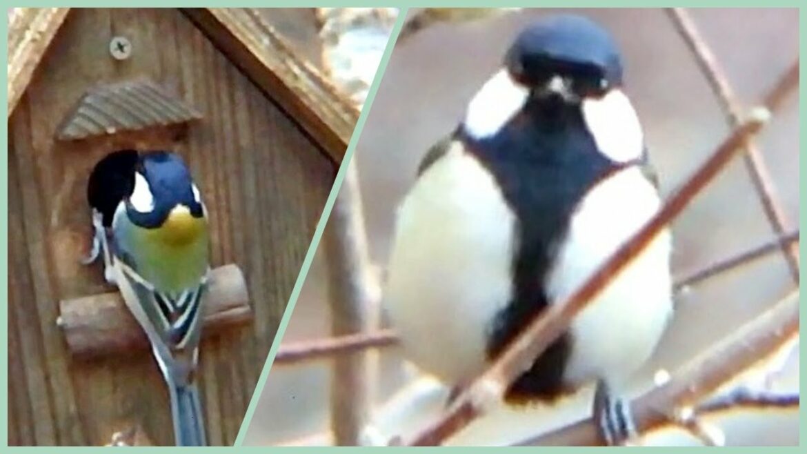 庭の巣箱〜下見に来たシジュウカラにとられないかと心配なヤマガラ とりのる 庭の巣箱〜下見に来たシジュウカラにとられないかと心配なヤマガラ とりのる