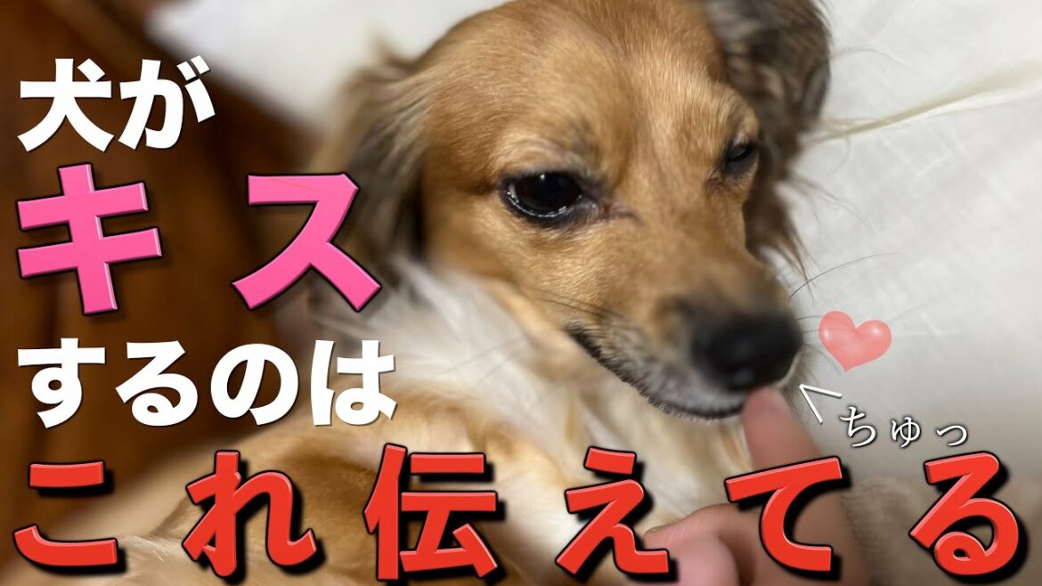犬がキスしてくるのはこれを伝えてます。