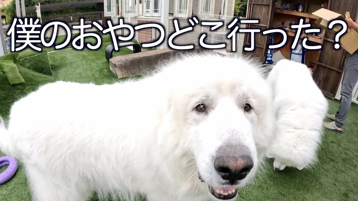 あなたのお腹の中にあります! あなたのお腹の中にあります!