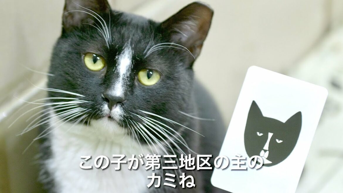 解体されるマンモス団地に暮らす250匹のノラ猫たちのお引越し大作戦／映画『猫たちのアパートメント』予告編