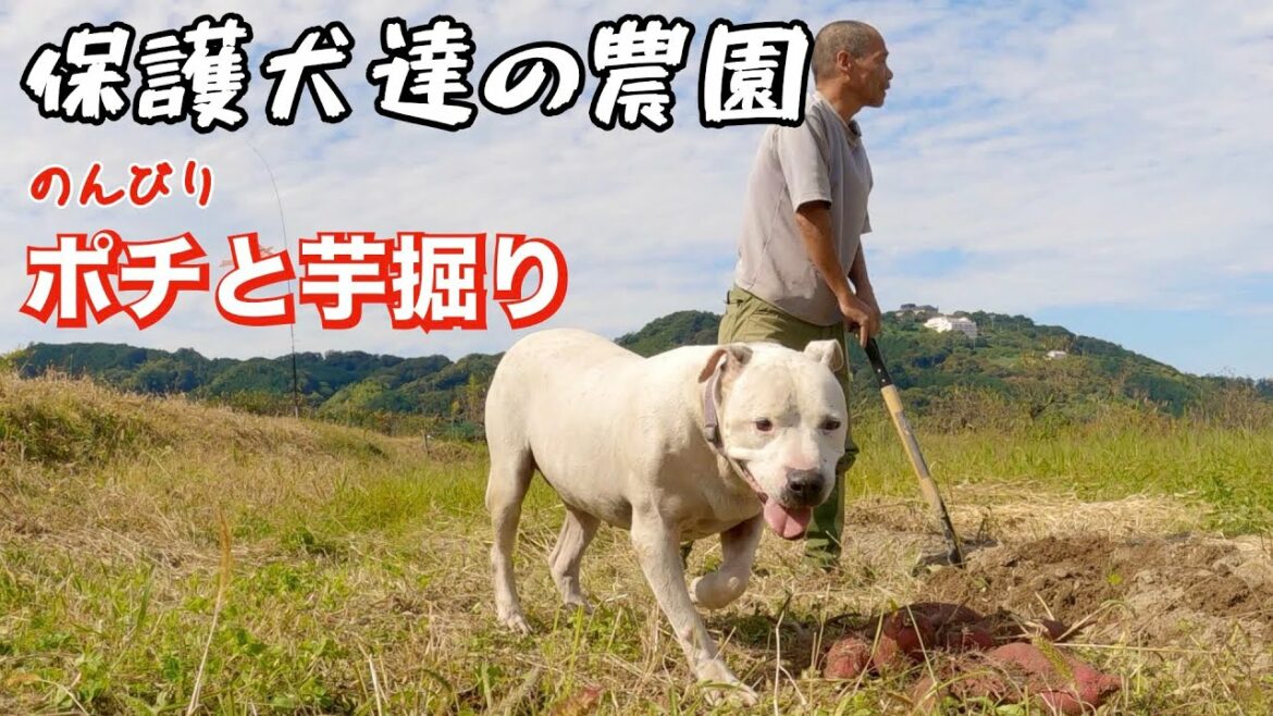 【ピットブル】相棒犬ポチとのんびり芋掘り
