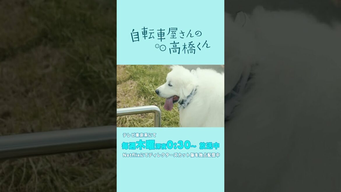 【たもつメイキング】#自転車屋さんの高橋くん 毎週木曜テレビ東京系にて放送・Netflixにてディレクターズカット版を独占配信中！ #テレビ東京 #Netflix #Shorts　#グレートピレニーズ