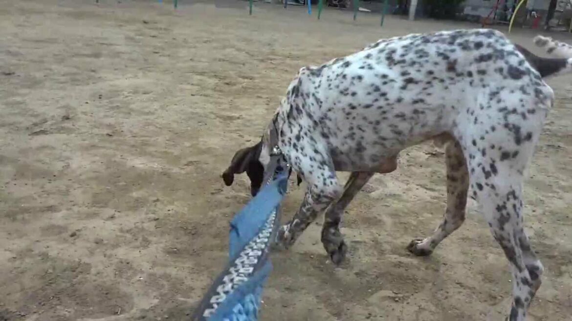 GUNDOG RESCUE CACI　ポインター　オクトー