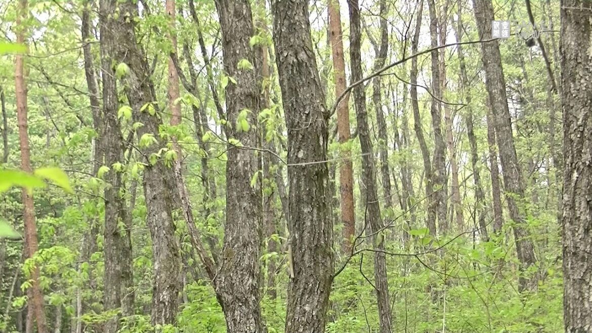 ヒガラはシジュウカラの鳴き声でヘビをイメージ