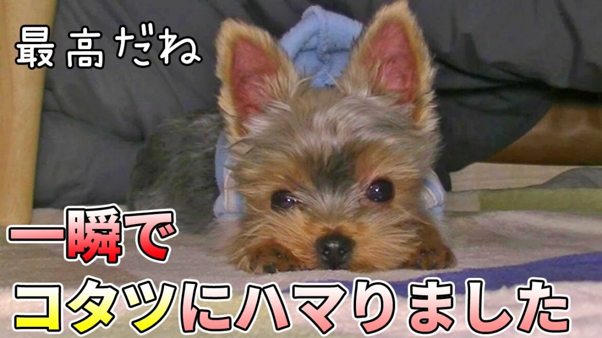【ヨークシャテリア】すっかりコタツにハマったヨークシャテリア【Yorkshire Terrier】