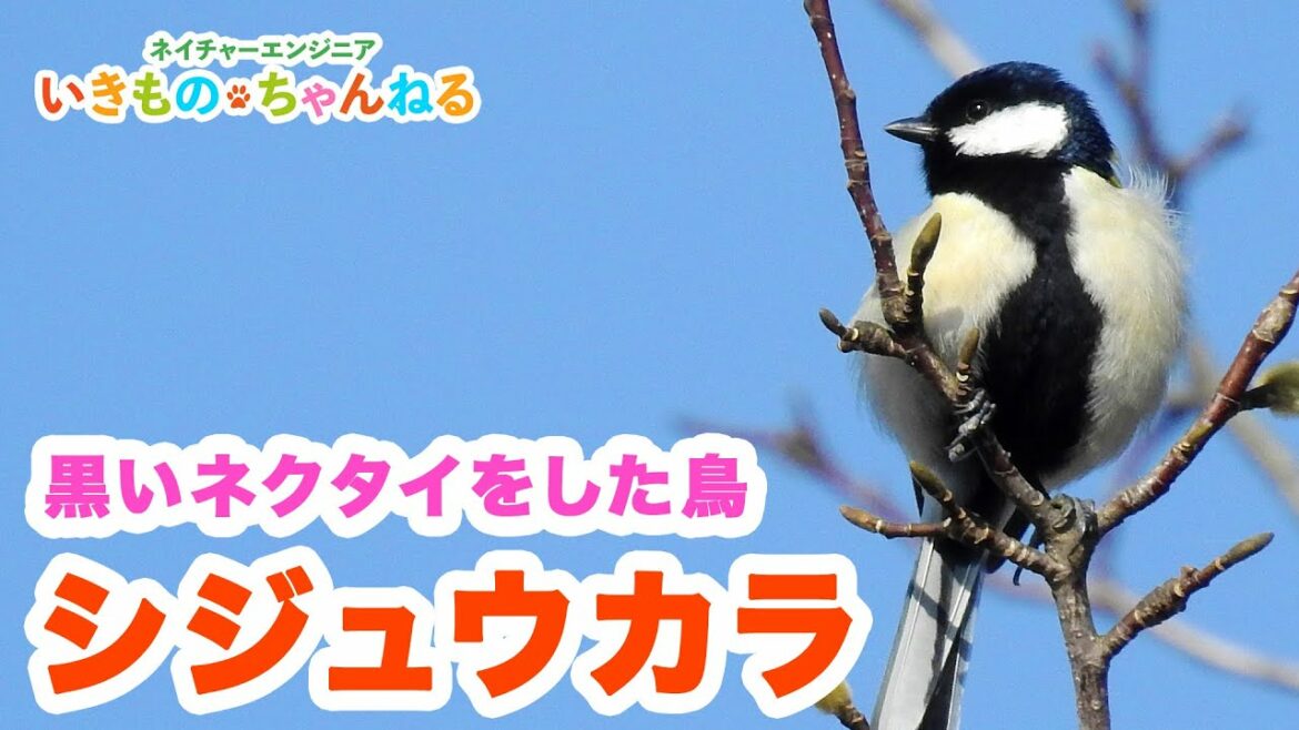 シジュウカラ - 黒いネクタイをした鳥！鳴き声は「ツツピー」