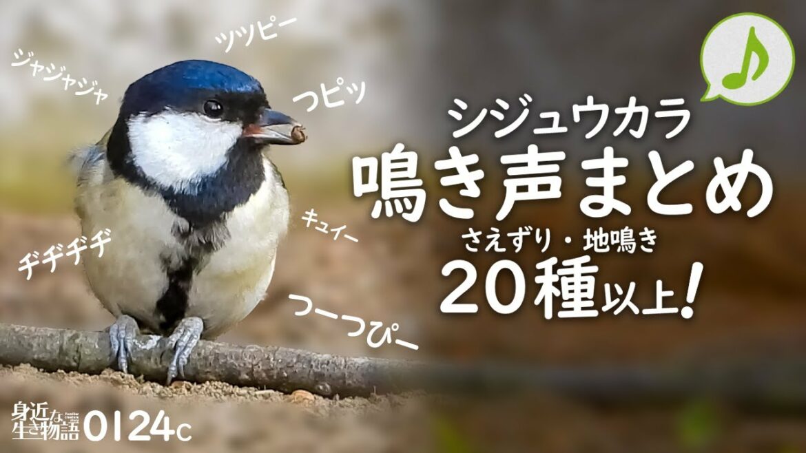 シジュウカラの鳴き声 色々な声まとめ（0124C）さえずり、地鳴き【鳥語】猛禽類トビ。ヒヨドリとオナガの鳴き声。キジバトやスズメ。ムクドリの水浴び・羽毛繕い【野鳥の鳴き声動画図鑑】