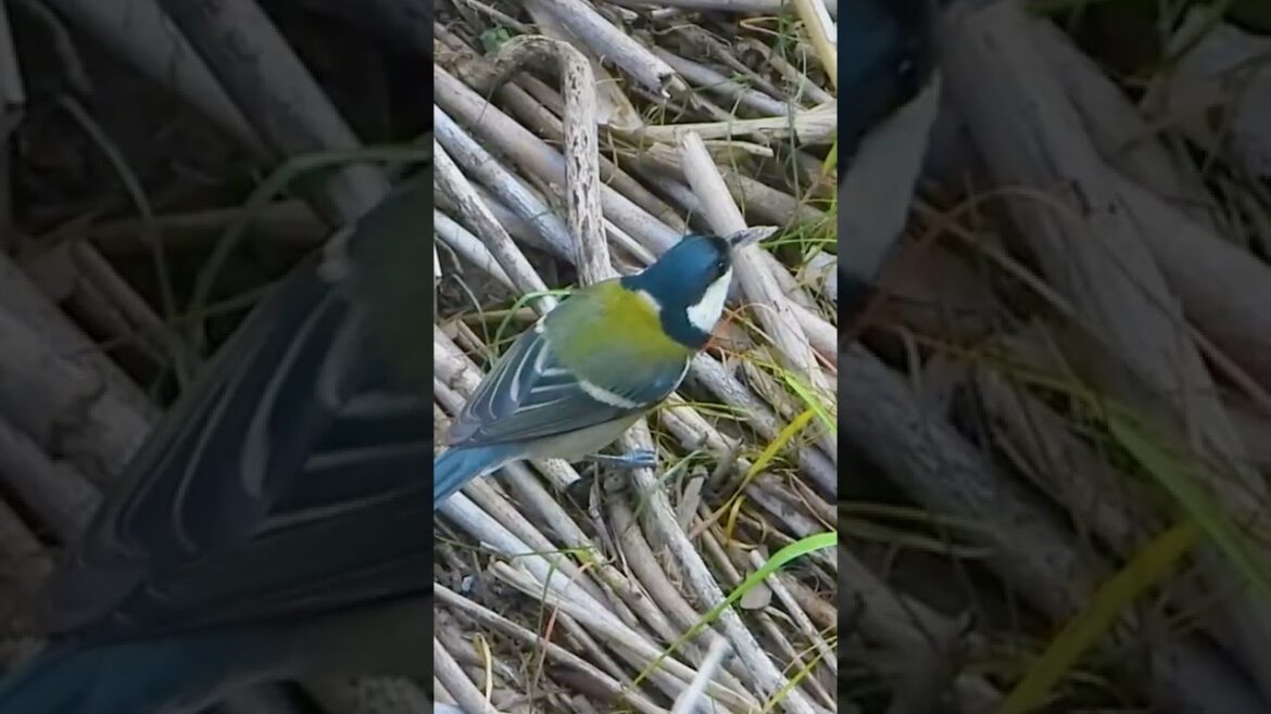 シジュウカラの捕食シーン