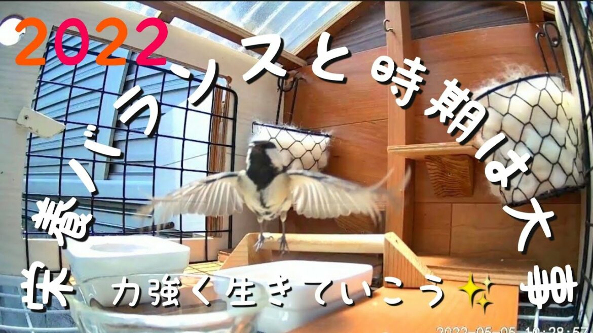 2022.5.5~6 #バードフィーダー #シジュウカラ のごはん🍚#餌台