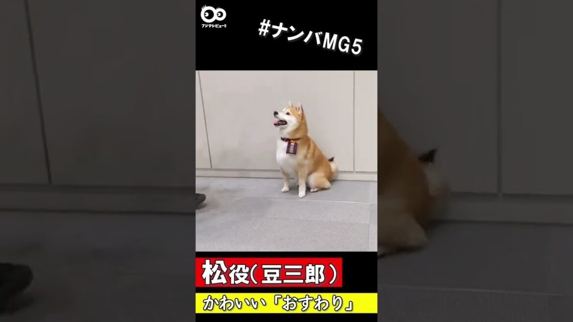 松役（豆三郎）のおりこうなおすわり姿 #Shorts