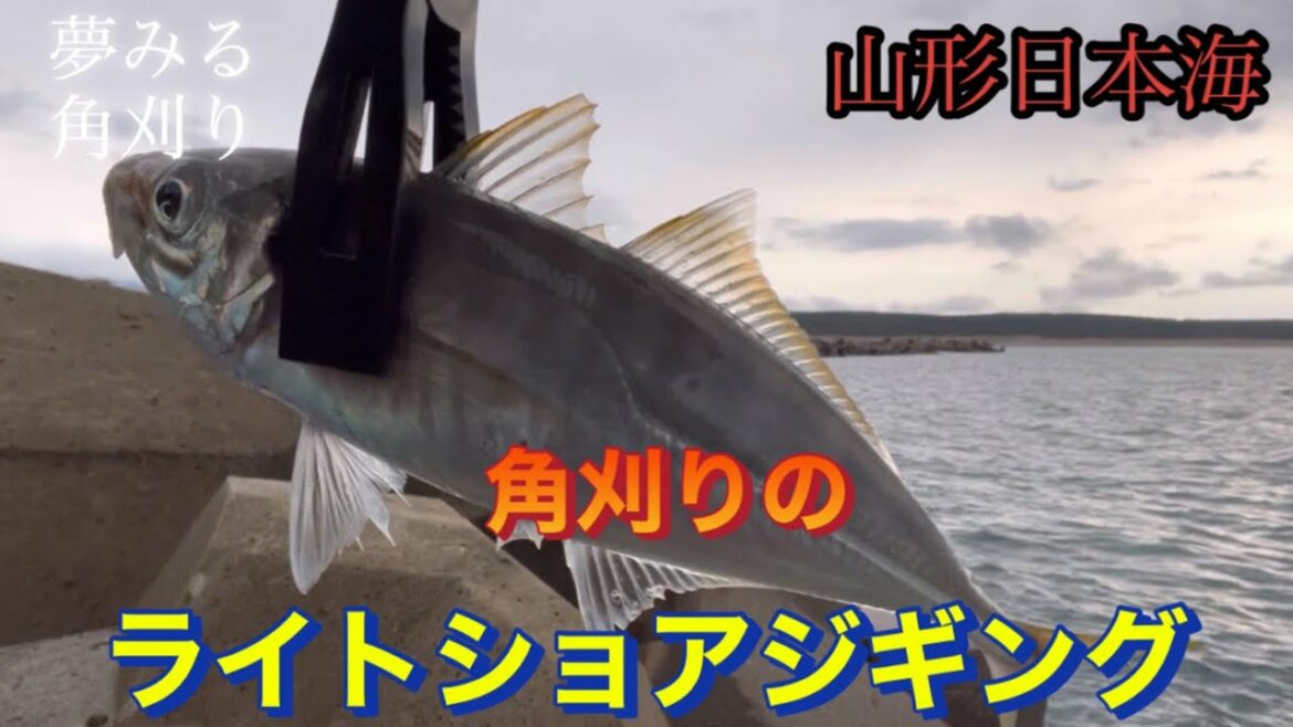 【ライトショアジギング】角刈りの新たな相棒！？初冬の堤防で何釣れた？？@turisuru.kakugari.555 　#堤防釣り#ライトショアジギング