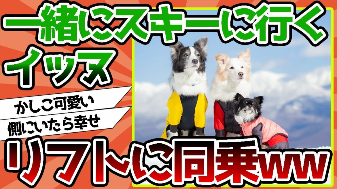 【2ch動物スレ】イッヌさん、リフトに乗るwwww【最高の相棒】