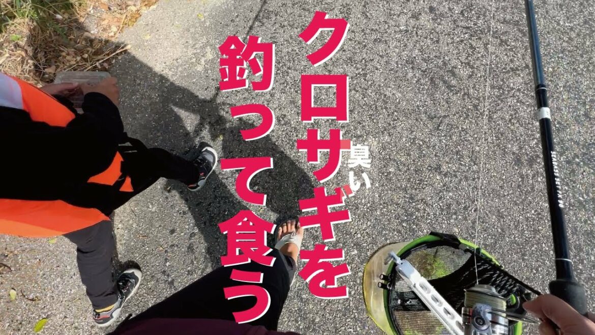 【クロサギ】釣って食う