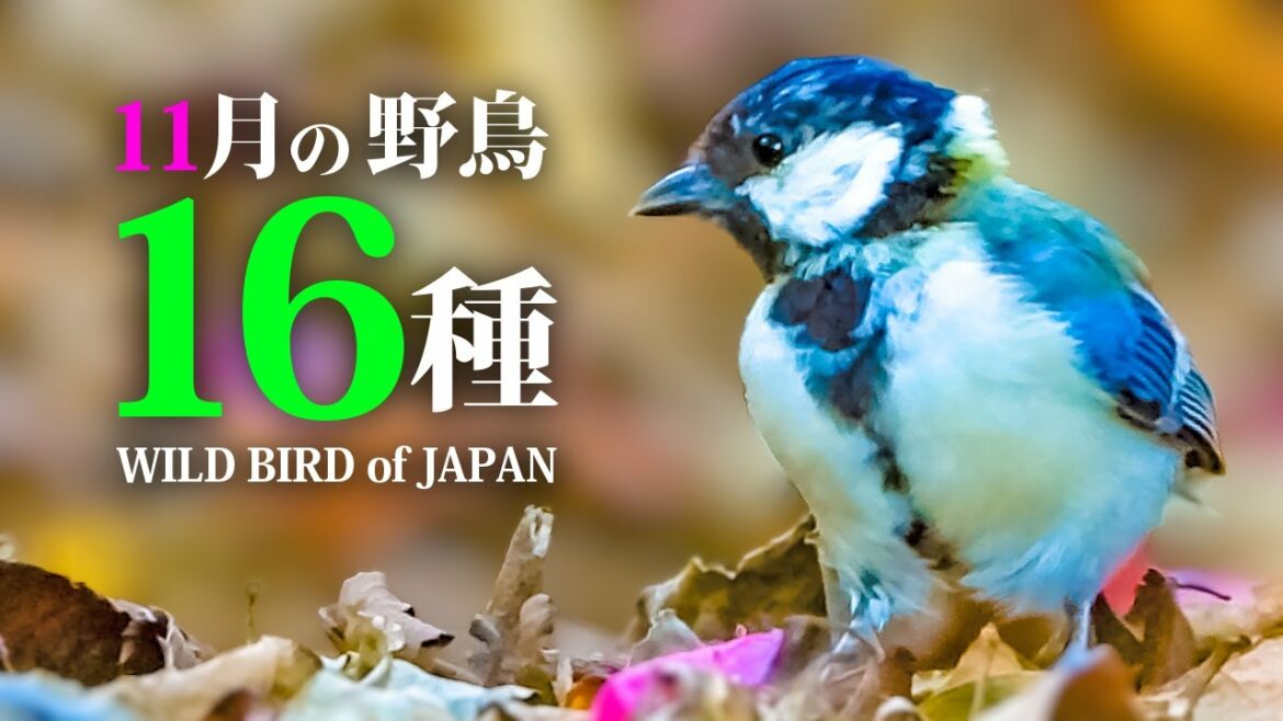 身近な野鳥16種【秋】11月シジュウカラ他1110