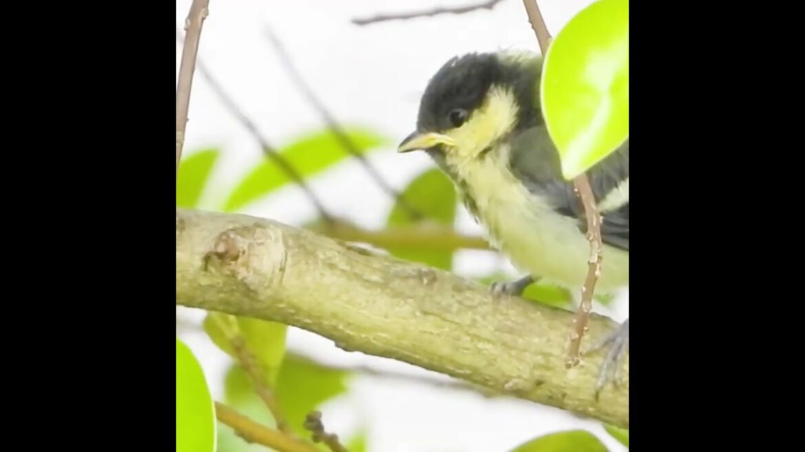 シジュウカラ【遭遇】アリ VS 鳥の赤ちゃん🐜🐤