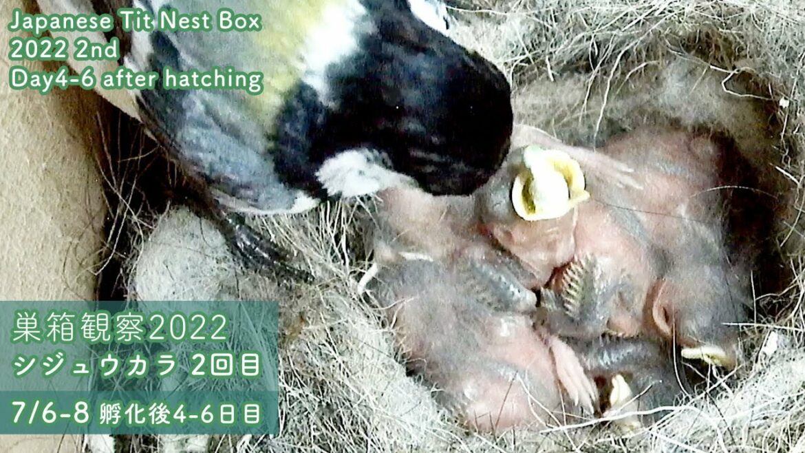 【巣箱観察2022】シジュウカラの雛、羽が生え始める・・（2022/7/6-8 孵化後4-6日目/ 観察23-25日目）
