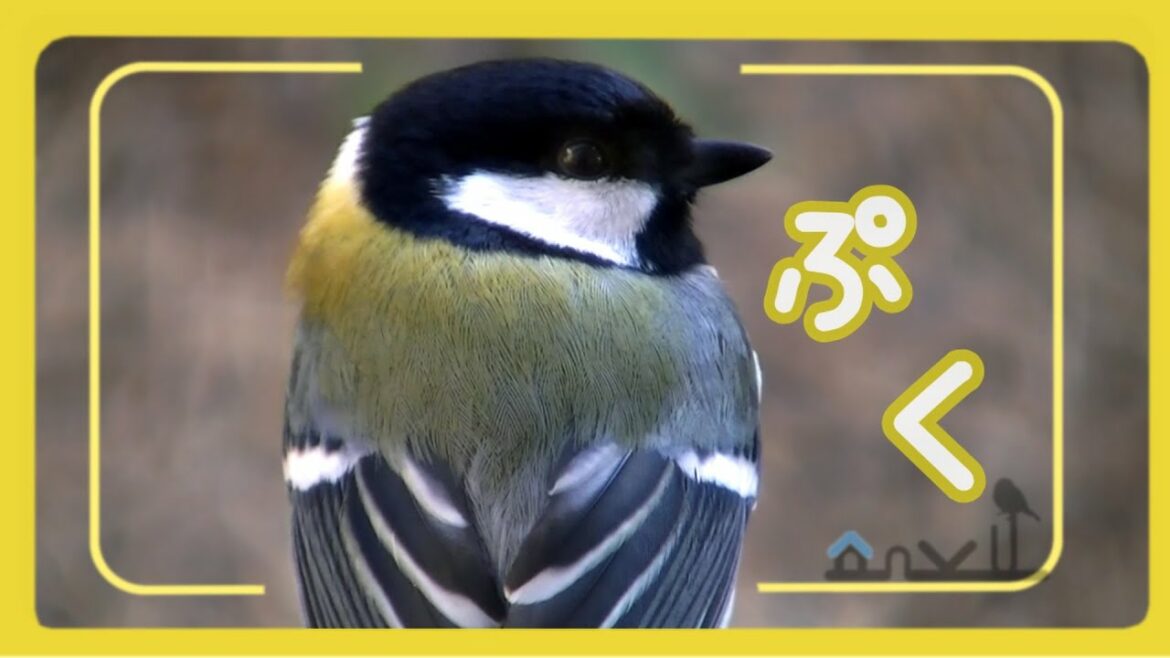 野鳥【シジュウカラ】家の中に入ってくる！まるっこくて可愛い姿をのんびり眺める動画。くつろぎの時間に癒しを… - Cute Little Wild Bird -