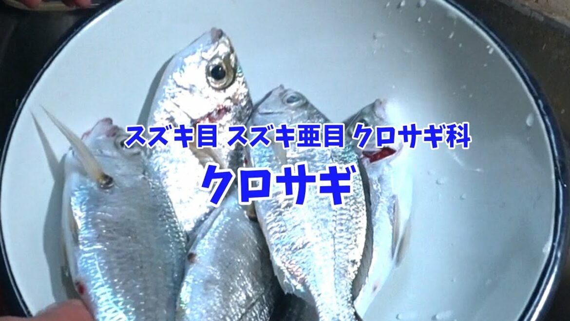 美味！？真冬の筏で釣れた「クロサギ」を刺身にしました