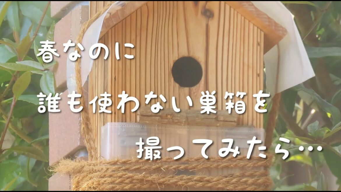 シジュウカラ巣箱|使われない巣箱を撮ってみたら…