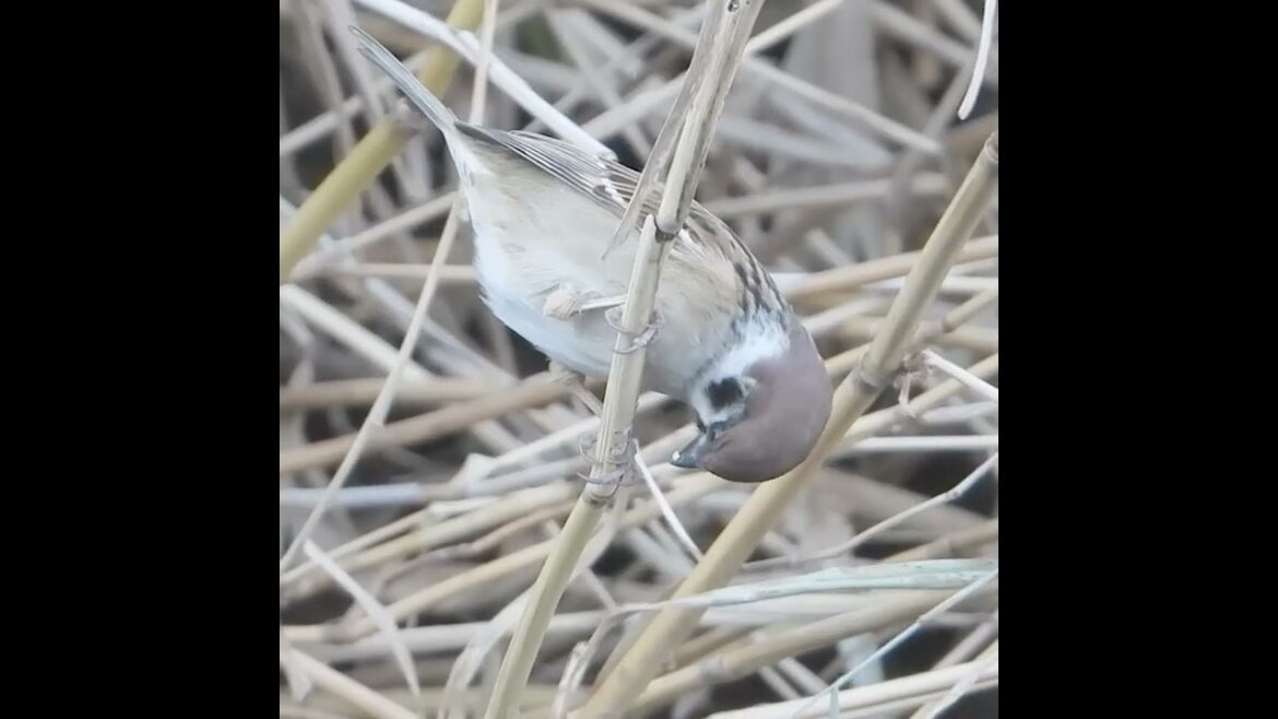 スズメがシジュウカラの茎捕食を真似してる？