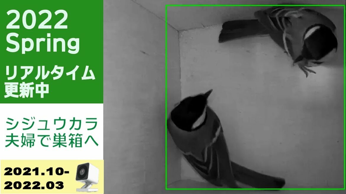 シジュウカラと楽しい毎日Vol1　2022 Spring　シジュウカラが巣箱へやってきました