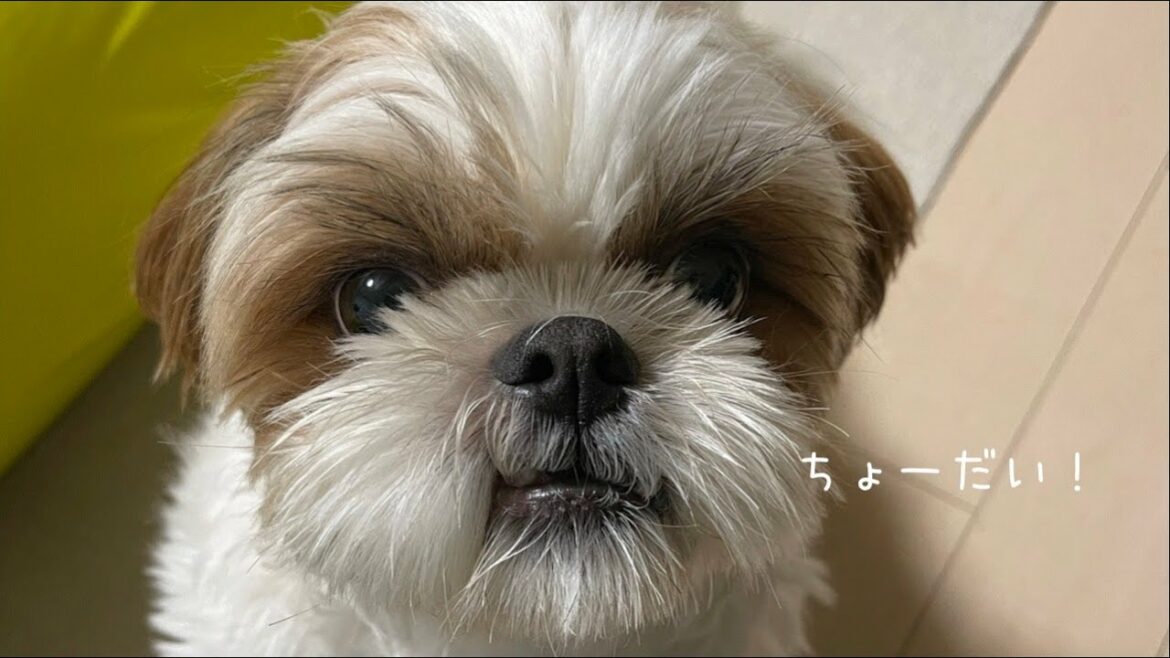 【シーズー】わが家のお犬様が愛してやまない食べ物。【犬Vlog】