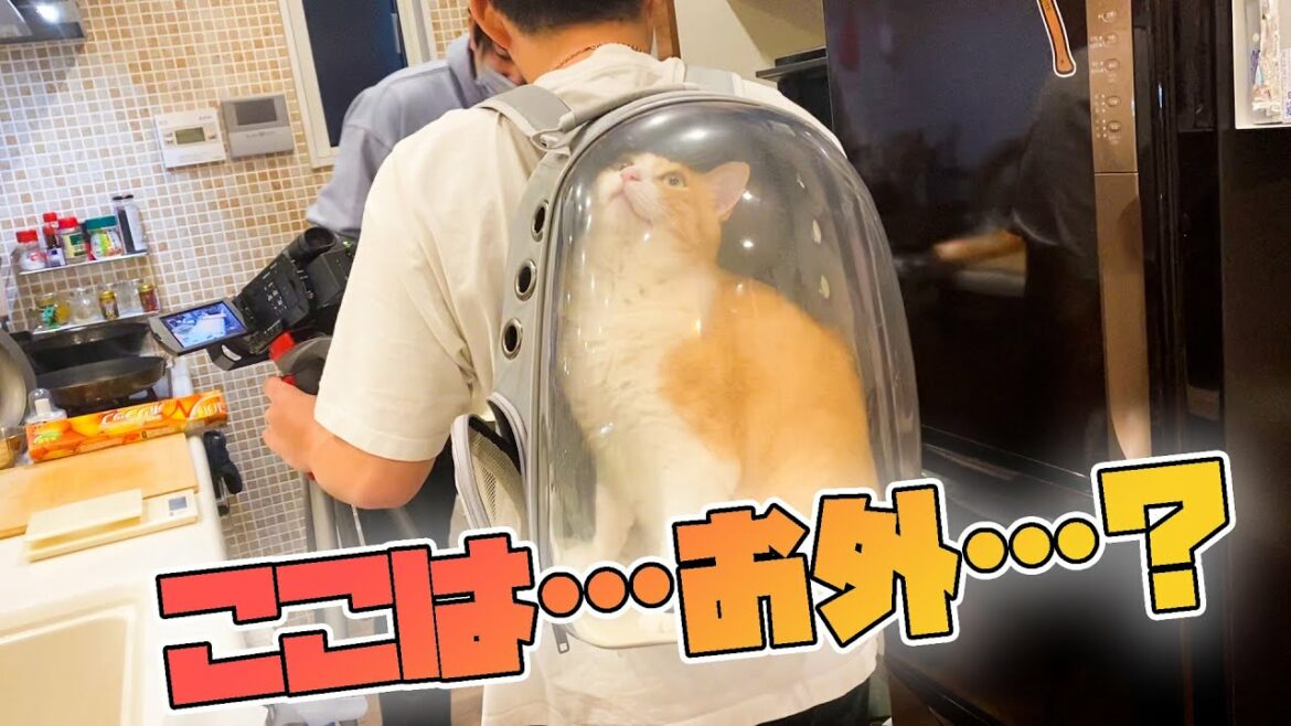 外に出たいなあと思っていたのになんか違うなってなってるねこ