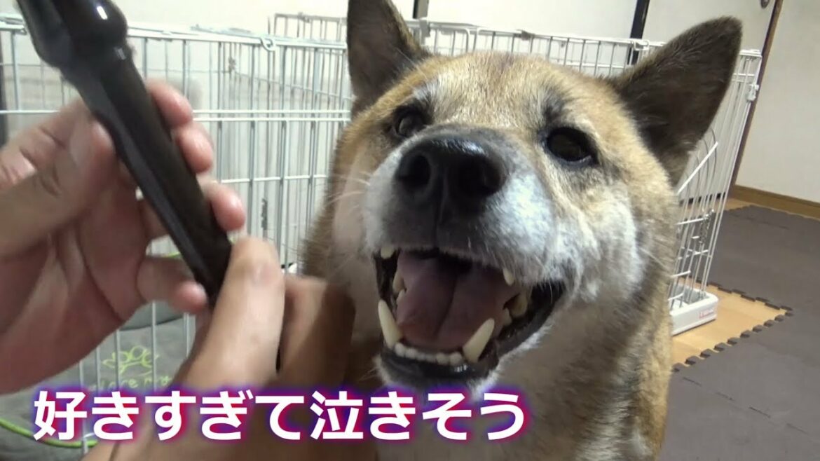 リコーダーを愛してやまない柴犬とその袋が好きすぎる柴犬----Recorder love---